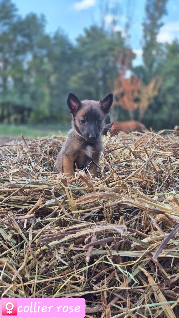 De La Tanière Des Adhemars - Chiot disponible  - Berger Belge