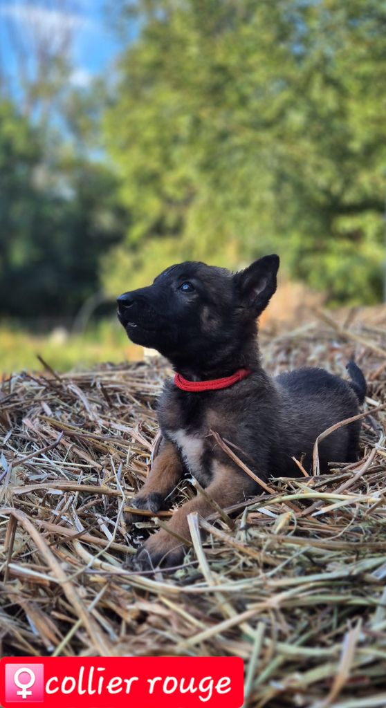 De La Tanière Des Adhemars - Chiot disponible  - Berger Belge