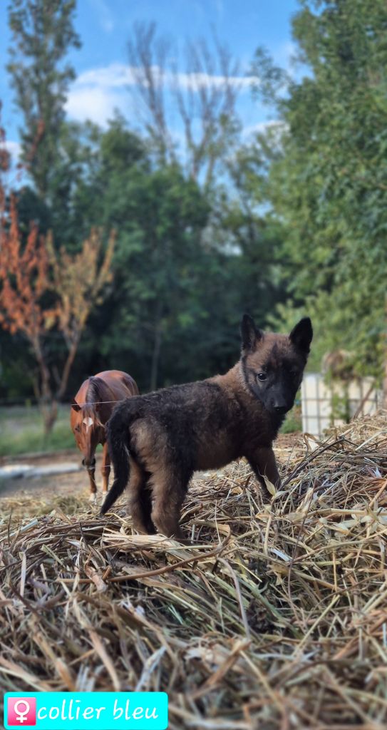 De La Tanière Des Adhemars - Chiot disponible  - Berger Belge