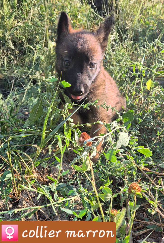 De La Tanière Des Adhemars - Chiot disponible  - Berger Belge