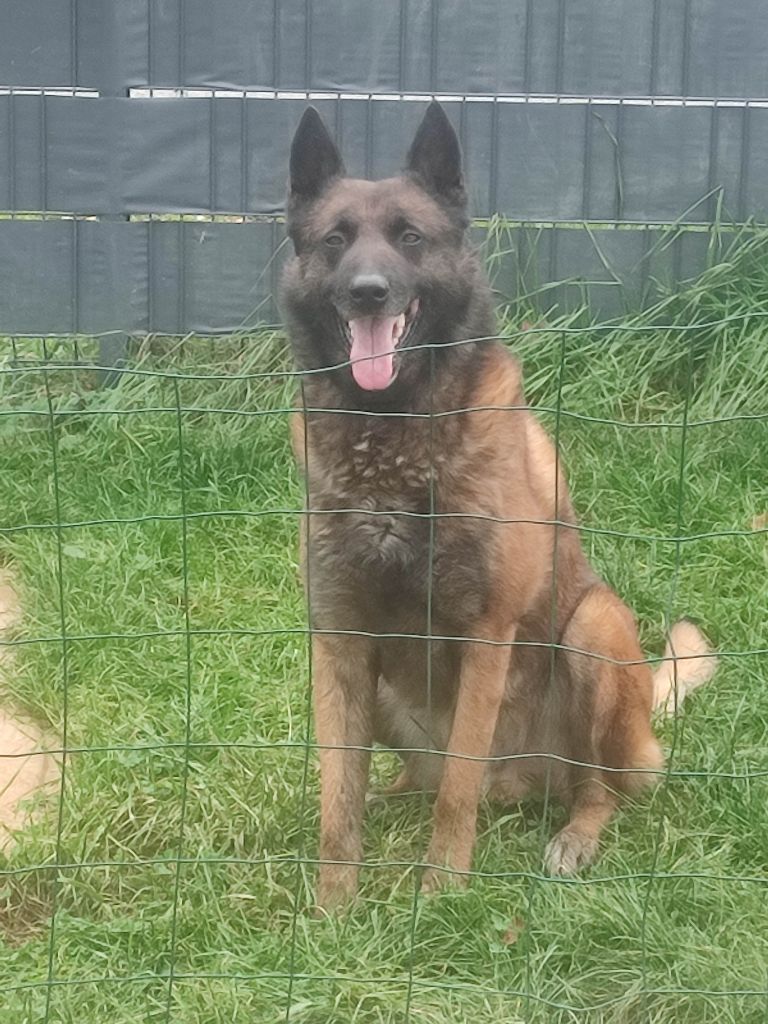 Mad max De La Tanière Des Adhemars