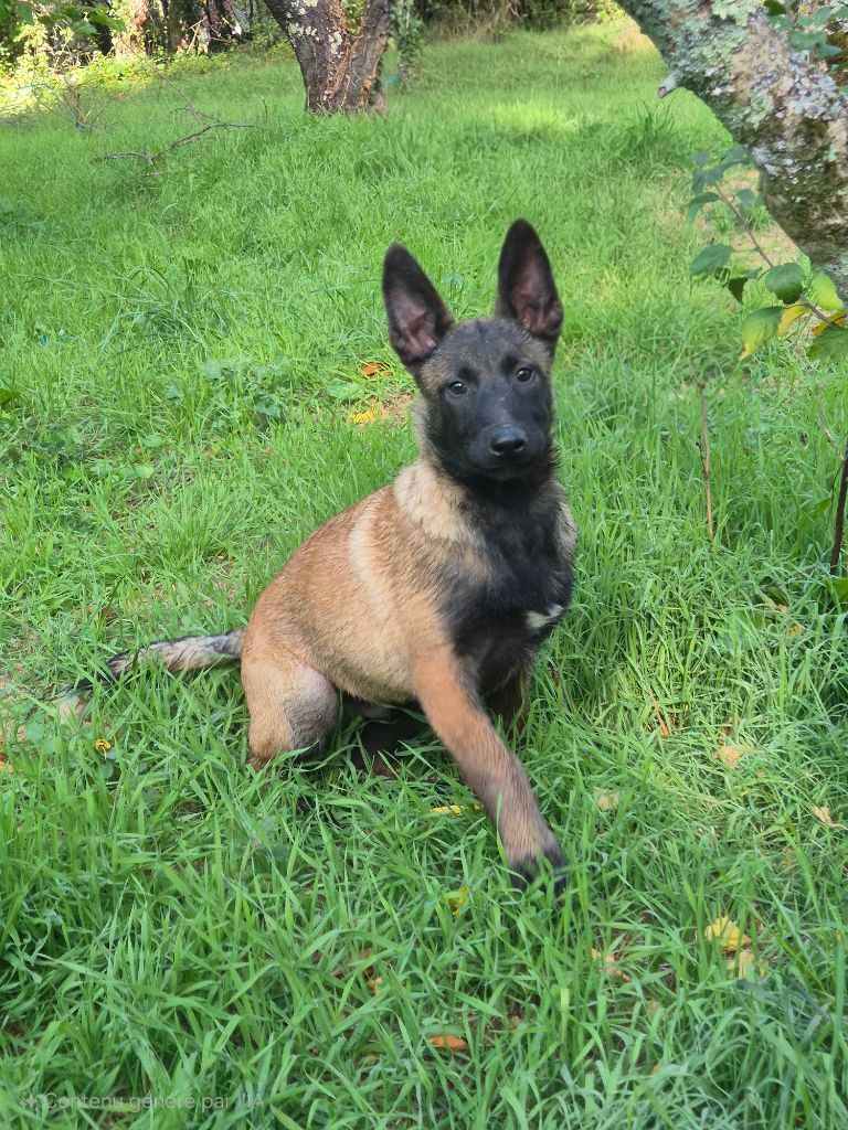 De La Tanière Des Adhemars - Chiots disponibles - Berger Belge