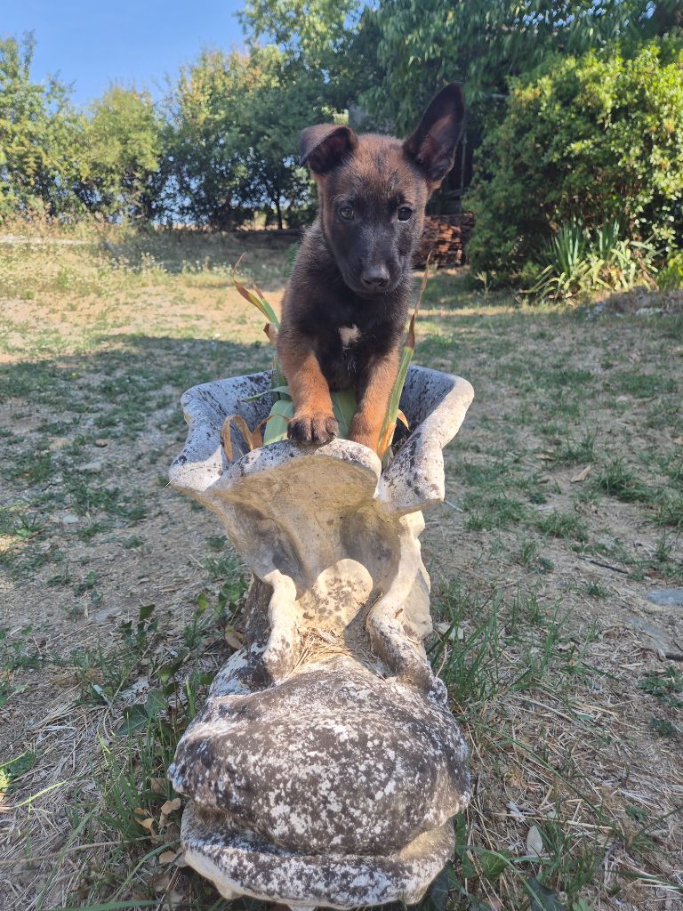 De La Tanière Des Adhemars - Chiots disponibles - Berger Belge