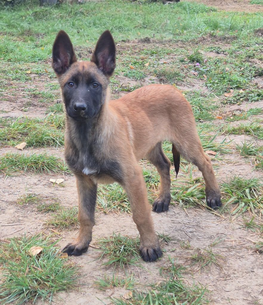 De La Tanière Des Adhemars - Chiots disponibles - Berger Belge